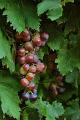 a bunch of pink grapes in the garden