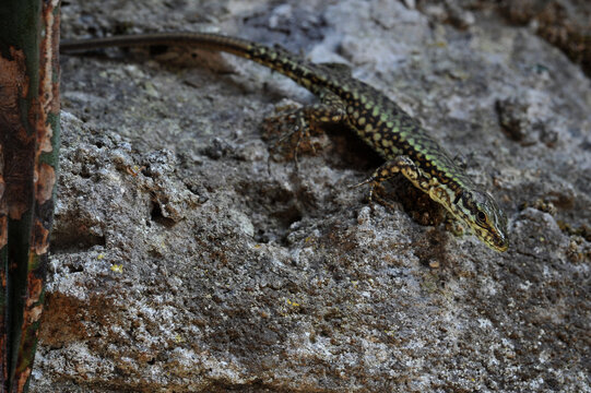 lizard on a textured stone in the garden