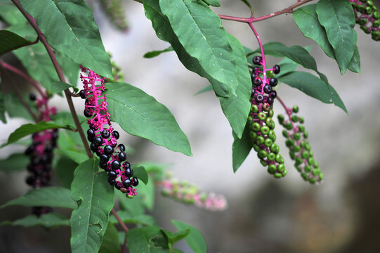 berries of common crimson or phytolacca in the garden close-up