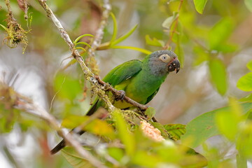 Obraz premium Dusky-headed parakeet, Aratinga weddwllii, Parque Nacional Cayambe-Coca, Ecuador