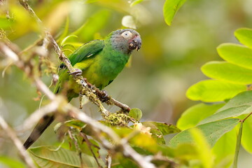 Dusky-headed parakeet, Aratinga weddwllii, Parque Nacional Cayambe-Coca,  Ecuador