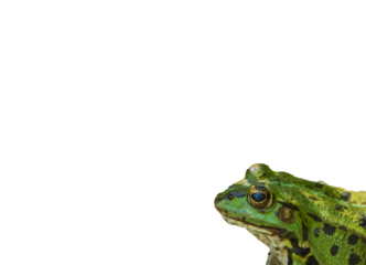 Grüner Frosch Vorlage Platz für Tex