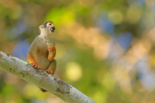 Ecuadorian squirel monkey, Saimiri cassoquiarensis macrodon, Parque Yasun&iacute;, Ecuador