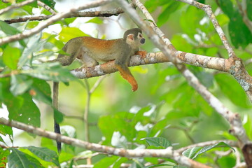 Ecuadorian squirel monkey, Saimiri cassoquiarensis macrodon, Parque Yasun&iacute;, Ecuador