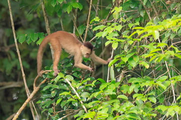 Obraz premium Ecuadorian squirel monkey, Saimiri cassoquiarensis macrodon, Parque Yasuní, Ecuador