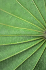 Green leaf texture, Close-Up of a Vivid Green Leaf with Detailed Vein Structure and Pattern
