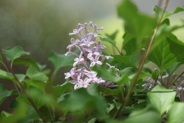 핑크색 꽃, 수수꽃다리