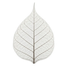 Obraz premium Delicate leaf skeleton detail