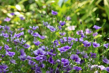 원예식물, 보라색 솔잎도라지 만개