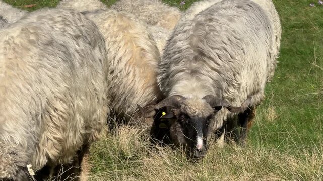 Grazing sheep standing close together in a green pasture, highlighting thick wool texture and traditional livestock farming in a rural environment.