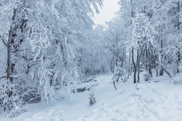Beautiful winter forest covered with thick layer of snow, wintertime outdoor background