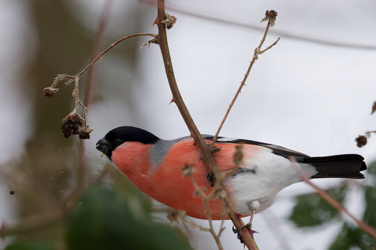 Gimpel (Dompfaff) frisst Samen im Winter