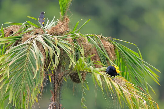 Yellow-rumped cacique, Cacicus cela,Parque Nacional Yasun&iacute;, Ecuador