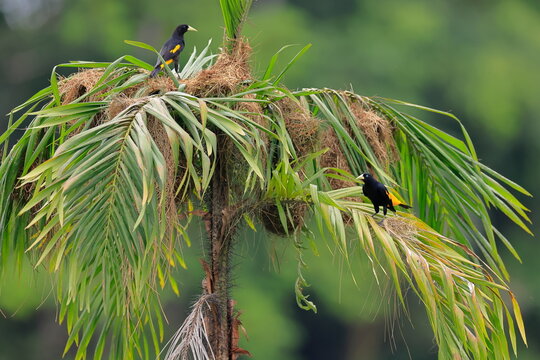 Yellow-rumped cacique, Cacicus cela,Parque Nacional Yasun&iacute;, Ecuador
