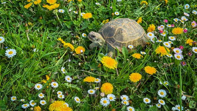A tortoise in bright yellow dandelions and white daisies under sunny spring weather, enjoying its natural habitat.