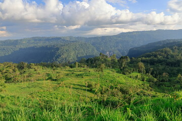 Fototapeta premium Rein forest, Parque Nacional Cayambe-Coca, Ecuador