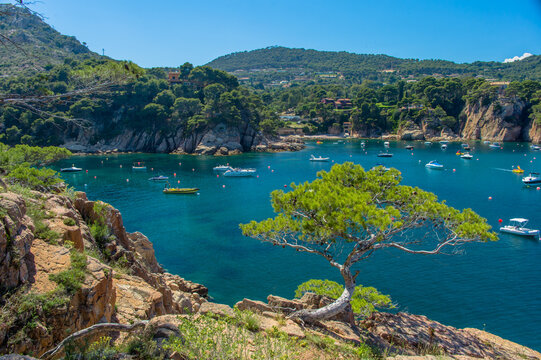 Lonely tree at Costa Brava
