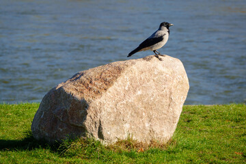 Obraz premium grey raven sits on a stone near river