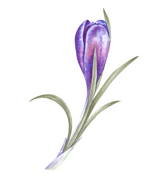 A budding purple crocus with long green leaves. Watercolor illustration of a primrose on an isolated background. Realistic spring flower clipart for postcards, invitations, weddings, Easter.