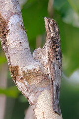Obraz premium Long-tailed potoo, Nyctibius aethereus, Parque Nacional Yasuní, Ecuador