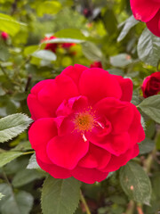 Obraz premium Bright Red Rose Blooms with Green Leaves in Garden Close-Up