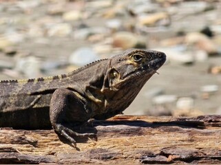 Obraz premium iguana on top of wood