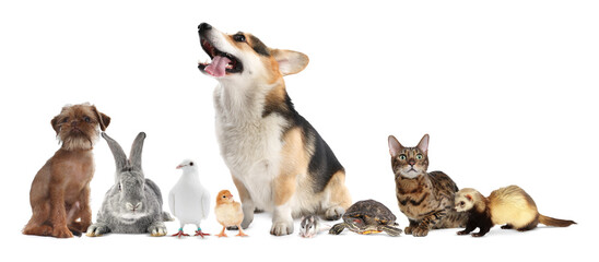 Group of different animals on white background. Poster design for veterinary or pet shop