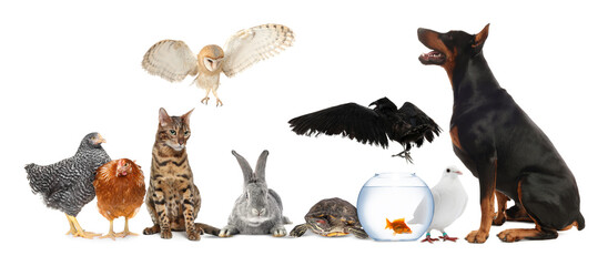 Group of different animals on white background. Poster design for veterinary or pet shop