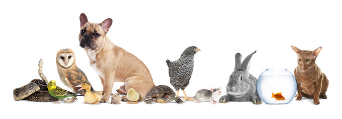 Group of different animals on white background. Poster design for veterinary or pet shop