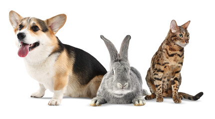 Group of different animals on white background. Poster design for veterinary or pet shop