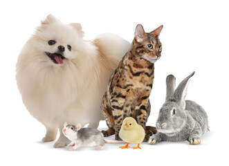 Obraz premium Group of different animals on white background. Poster design for veterinary or pet shop
