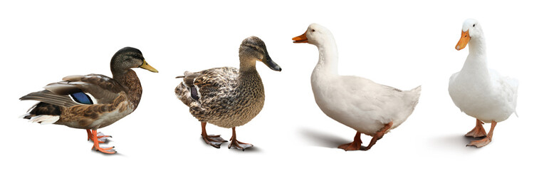 Ducks and goose on white background. Domestic birds