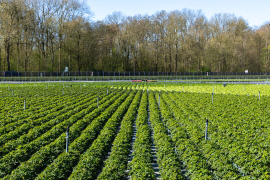 Outdoor ornamental plant nursery with rows of potted plants in spring