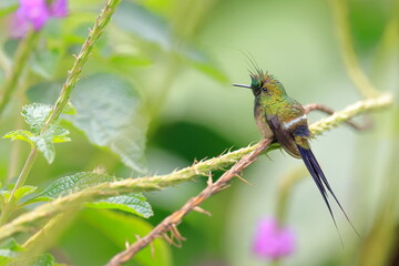 Fototapeta premium Wire-crested thorntail, Discosura popelairii, Ecuador