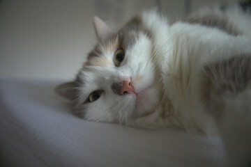 white persian cat © Viktoriia