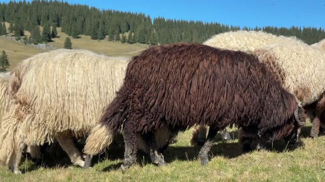 Close view of mixed breed sheep grazing on a grassy mountain pasture, showing traditional livestock farming, natural grazing behavior, and rural countryside landscape.