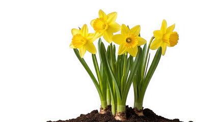 Cluster of yellow daffodils growing from soil isolated on transparent background © Mahmudur