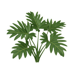 Fototapeta premium PNG Tropical green leaves decoration