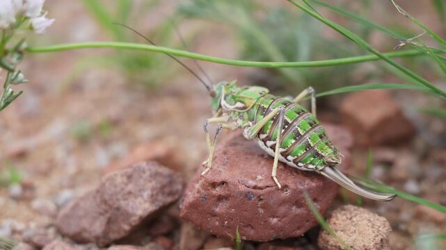 Big Green Wingless Mongolian Bug Macro on Rocky Ground. Bushcricket Bradyporinae