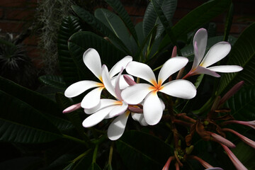Fototapeta premium white flowers