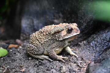 Obraz premium frog in the grass