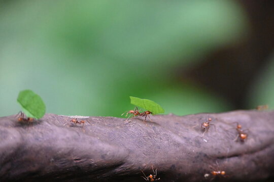 ant with leaf