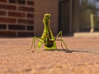 praying mantis on a rock