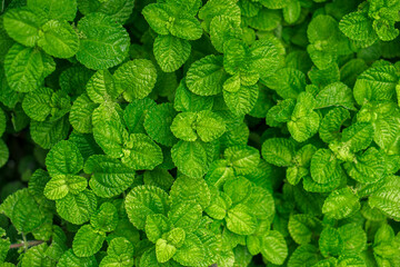 Top view of fresh green mint leaves texture background. © Saddha Visual