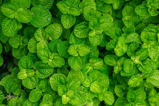 Top view of fresh green mint leaves texture background.
