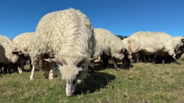 Free range sheep grazing on open mountain pasture under a clear blue sky. Traditional livestock farming scene with woolly sheep feeding on natural grass in a rural highland environment.