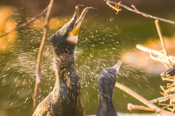 Cormorants drying after getting out of the water