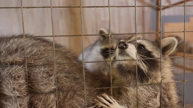 group raccoons crowded behind fence pen adults and juveniles huddling grooming each other cramped conditions wood siding backdrop wildlife control officer assessing humane capture tools monitoring