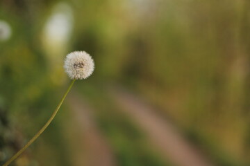 fiore di dente di leone in primavera al tramonto © Simona