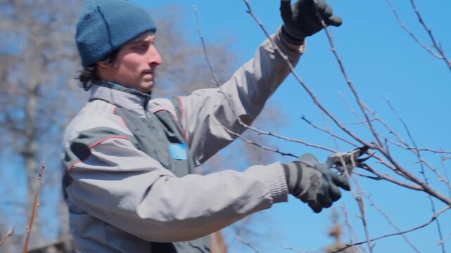 Skilled gardener pruning, Seasoned arborist meticulously clipping fragile small branches in open air, Professional gardener precisely trimming small delicate twigs during serene outdoor